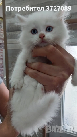Ангорска котка, снимка 6 - Ангорски - 54727476