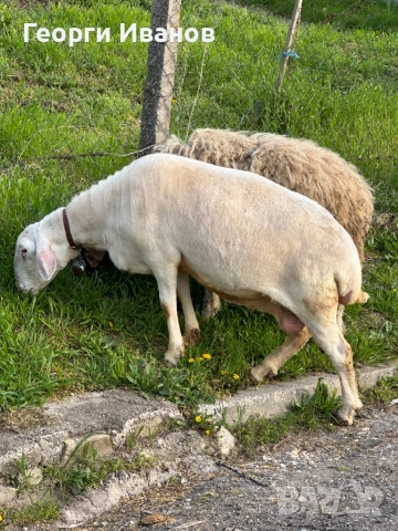 Овца за клане 