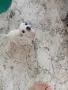 чихуахуа мини мъжки 3мец., снимка 1