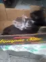Подарявам котета , снимка 4