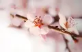 Sigma 18-200mm f/3.5-6.3 DC OS HSM обектив Никон, снимка 6