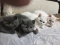 Британско семейство търси спешно дом за своите котенца, снимка 2