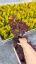 Червенолистна Смрадлика, Cotinus Royal purple или още Тетра!!!, снимка 9