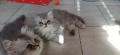 Персийски котенца, снимка 7