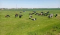 Продавам крави , снимка 2