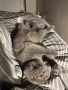 Британска късокосместа котка, снимка 3