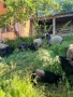 Романовски агнета за разлод, снимка 4