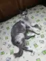 Женска котка от Перник търси дом, снимка 4
