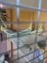  Папагали Корела, снимка 5