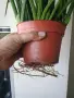 Сансевиера, sansevieria cylindrica, снимка 5