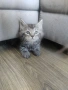 Мейн Куун котета, снимка 3