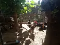 Кокошки и петли, снимка 2