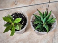 Комплект от три сукулентни растения, снимка 2