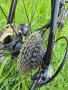 Шосеен велосипед TREK Emonda SL6 500 CARBON , снимка 10