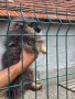 Мъжки Померан на 6мес Ваксиниран, снимка 3