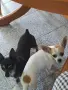 чихуахуа момиченце, снимка 4