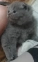 Продавам шотландски британски котета , снимка 3