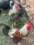 петлета катунски,Петел,Петли, снимка 5