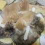 Подарявам пет котета, снимка 8
