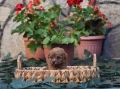 Той пудел Toy poodle, снимка 12