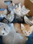 Подарявам малки котета., снимка 2