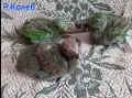 Ръчно хранени папагали Еклектус , снимка 1
