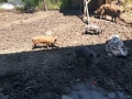 Прасета!!! , снимка 2