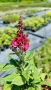 Buddleja dav. Butterfly Candy Little Ruby, снимка 4