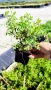 Потентила, Potentilla fruticosa 'Abbotswood', студоустойчива и многогодишна, снимка 8