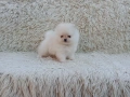 Мъжки Померан. Реални снимки от 06.04.26 г. , снимка 9