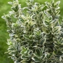 Евонимус Браво, Euonymus japonicus Bravo, снимка 1