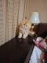 Уникално персийско котенце , снимка 7