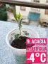 Продавам разсад от евкалипт и австралийска акация, снимка 9