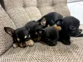 Очарователни Чихуахуа - обезпаразитени и готови за нов дом!❤️❤️❤️😊, снимка 5