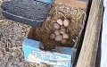 🥚 Домашни яйца от свободно отглеждани кокошки – Пловдив 🐓 , снимка 3