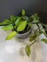 Епипремнум 'Марбел Квин'/'Marble Queen' и епипремнум 'Неон'/'Neon' , снимка 2