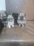 Померан кучета ., снимка 6