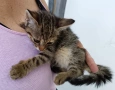 Подарявам малко котенце, снимка 7