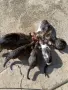 Подаряват се малки котета, снимка 3