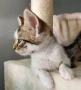 Подарявам мъжки котета!, снимка 2