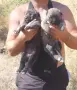 Свободни кангали Тигрови линия чапар , снимка 1
