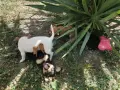 Продавам малки чихопинчери, снимка 1
