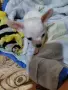 продавам мини чихупинчери, снимка 18