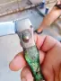 Старо джобно ножче тип краче, снимка 4