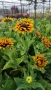 Рудбекия, Rudbeckia hirta pawnee spirit gold black eye, снимка 5