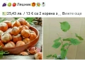🍇🍒🍇Плодове - разсад 🍓🍎🍏🍋🍒🍇, снимка 6
