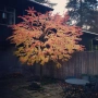 Карамелено дърво (Японска кацура) – Cercidiphyllum japonicum, снимка 7