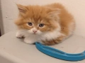 Продавам персийски котенца , снимка 1
