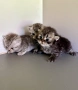 Шотландски котенца, снимка 2