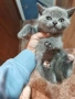 Шотландски и британски котета, снимка 3